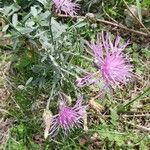 Centaurea stoebe Flower