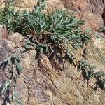 Polygonum maritimum Habitatea