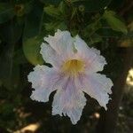 Tabebuia pallida Flor