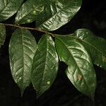 Hirtella tenuifolia Frunză
