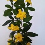 Jasminum mesnyiFlower