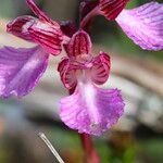 Anacamptis papilionacea花