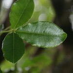 Zanthoxylum asiaticum Hostoa