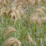 Miscanthus nepalensis Blomst