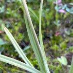 Anticlea elegans Bark