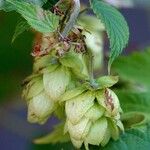 Humulus lupulus Blomst