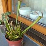 Sarracenia leucophylla 葉