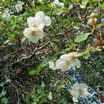 Eucryphia cordifolia Fiore