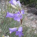 Campanula speciosa Flower