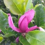 Magnolia liliiflora Λουλούδι