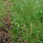 Poa annuaFlower