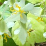 Begonia convolvulacea Květ