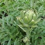 Cynara scolymus List