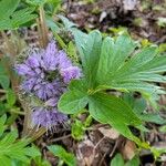 Hydrophyllum capitatum Blomst