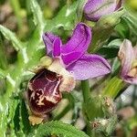 Ophrys scolopax Cvet