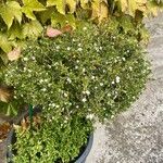 Serissa japonica Hábito