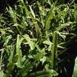 Microsorum punctatum Habitus