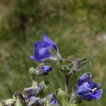 Veronica fruticans Flor