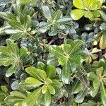 Pittosporum heterophyllum Yaprak