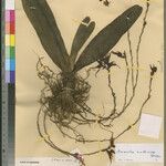 Aeranthes multinodis Otro