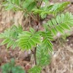 Sorbus aucupariaHoja