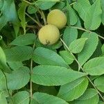 Juglans nigraΦρούτο