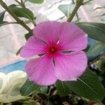 Catharanthus roseusÕis