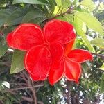 Sterculia lanceolata Flor