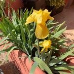 Iris germanica Flor