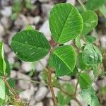 Medicago polymorpha برگ