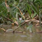 Pontederia rotundifolia Агульны выгляд