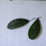 Cordia sprucei Leaf