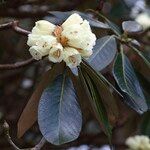 Rhododendron macabeanum Çiçek