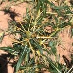 Xanthium spinosum Leaf