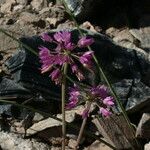 Allium bisceptrum Flower