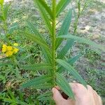 Heimia salicifolia Hoja