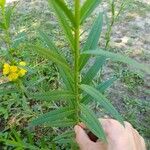 Heimia salicifolia Leaf