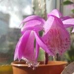 Pleione praecox Blomma