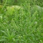 Lepidium densiflorum Хабит