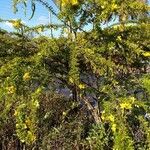 Acacia paradoxa Fleur