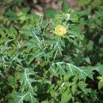 Argemone ochroleuca Habit