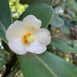 Clusia fluminensis Flower