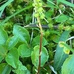 Orthilia secunda Habit