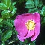 Rosa virginiana Flor