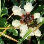 Prunella laciniata Flower
