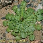 Crepis bellidifolia Natur