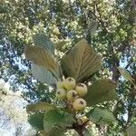 Sorbus aria Fruit