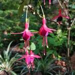 Fuchsia magellanicaFlower