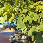 Quercus × rosacea Folha