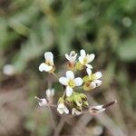 Arabidopsis thaliana Květ